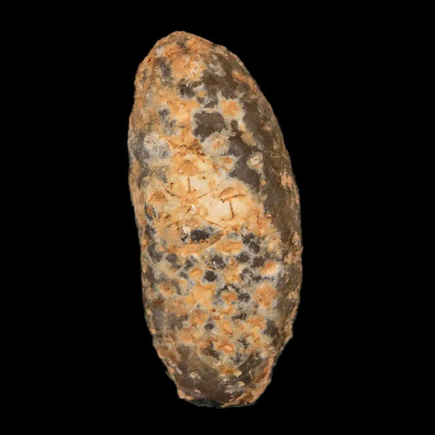 1.3" Fossil Pine Cone Equicalastrobus Replaced By Agate Eocene Age Seeds Fruit - Fossil Age Minerals