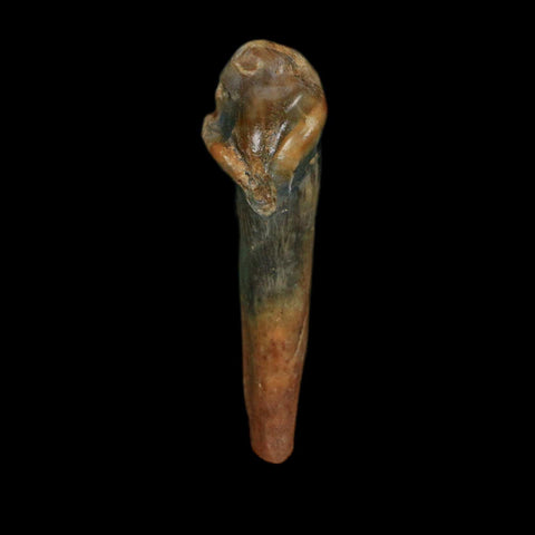 1.3" Extinct Cave Bear Ursus Spelaeus Incisor Tooth Rooted Pleistocene Age COA, Stand - Fossil Age Minerals