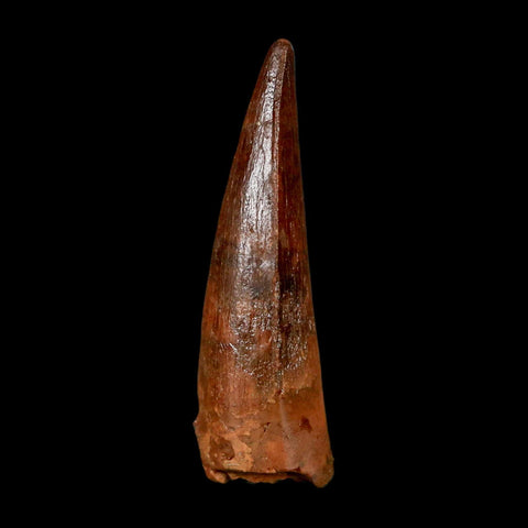 1.4" Spinosaurus Fossil Tooth 100 Million Years Old Cretaceous Dinosaur COA Stand