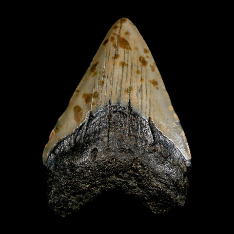 2.8" Quality Megalodon Shark Tooth Serrated Fossil Natural Miocene Age COA - Fossil Age Minerals