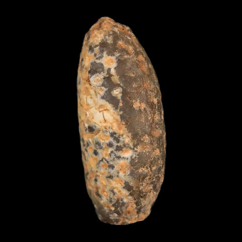 1.3" Fossil Pine Cone Equicalastrobus Replaced By Agate Eocene Age Seeds Fruit - Fossil Age Minerals
