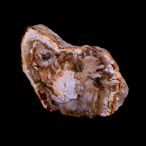 2.9" Fossilized Polished Petrified Wood Branch Madagascar 66-225 Million Yrs Old - Fossil Age Minerals