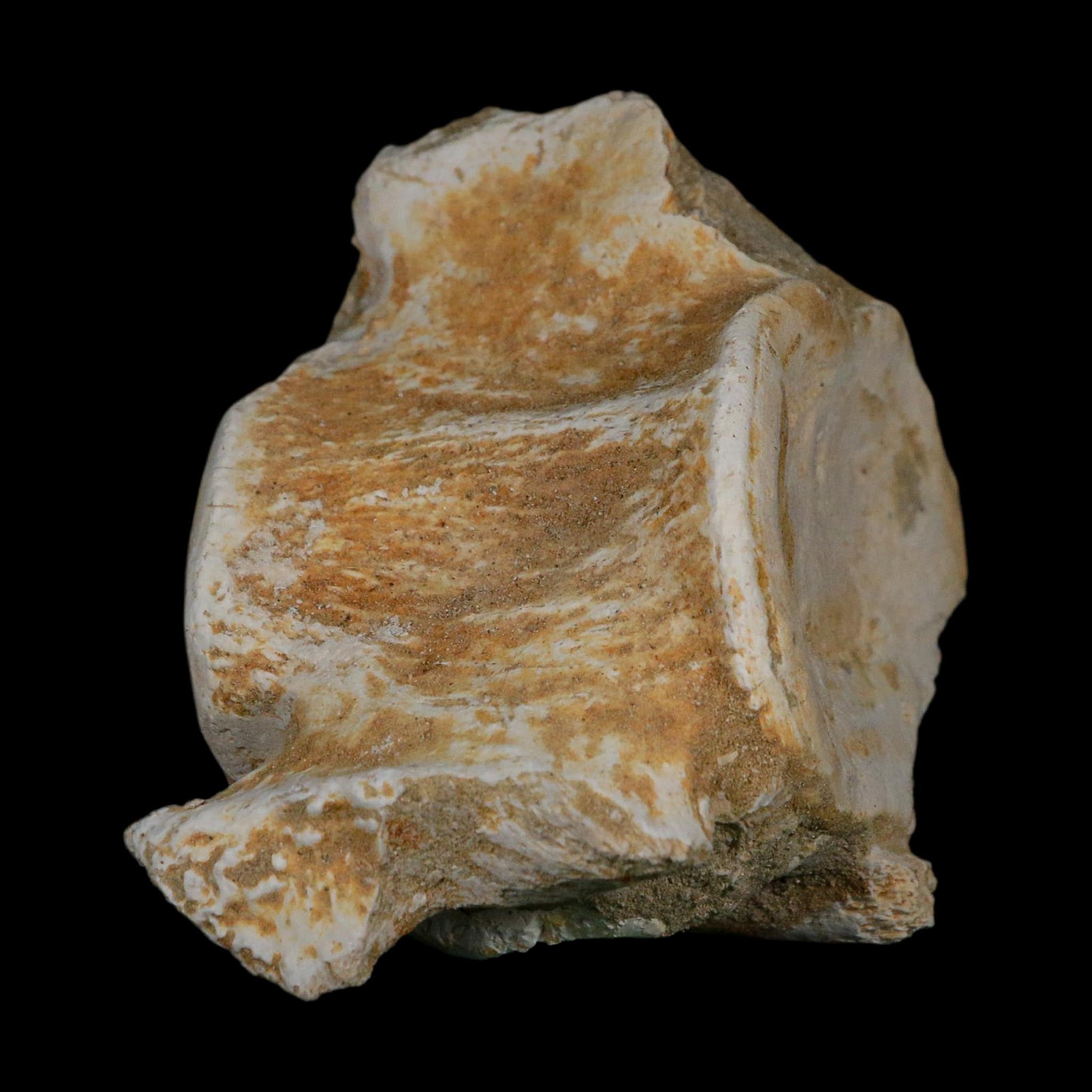 3.8" Plesiosaurus Fossil Vertebrae Cretaceous Dinosaur Era Morocco Zarafasaura COA