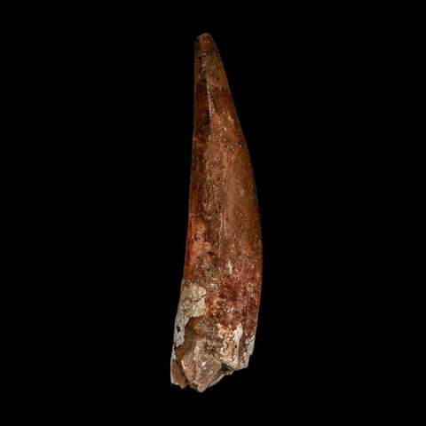 XL 3.9" Spinosaurus Fossil Tooth 100 Million Years Old Cretaceous Dinosaur COA - Fossil Age Minerals