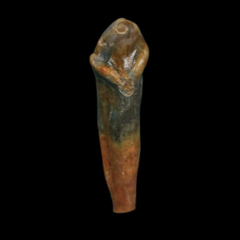 1.3" Extinct Cave Bear Ursus Spelaeus Incisor Tooth Rooted Pleistocene Age COA, Stand - Fossil Age Minerals