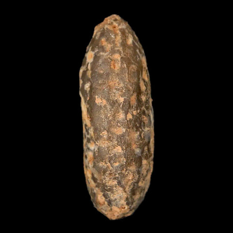1.3" Fossil Pine Cone Equicalastrobus Replaced By Agate Eocene Age Seeds Fruit - Fossil Age Minerals