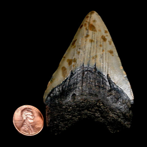 2.8" Quality Megalodon Shark Tooth Serrated Fossil Natural Miocene Age COA - Fossil Age Minerals