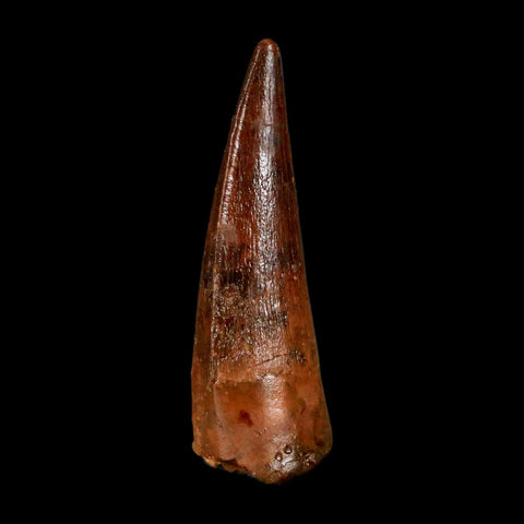1.4" Spinosaurus Fossil Tooth 100 Million Years Old Cretaceous Dinosaur COA Stand