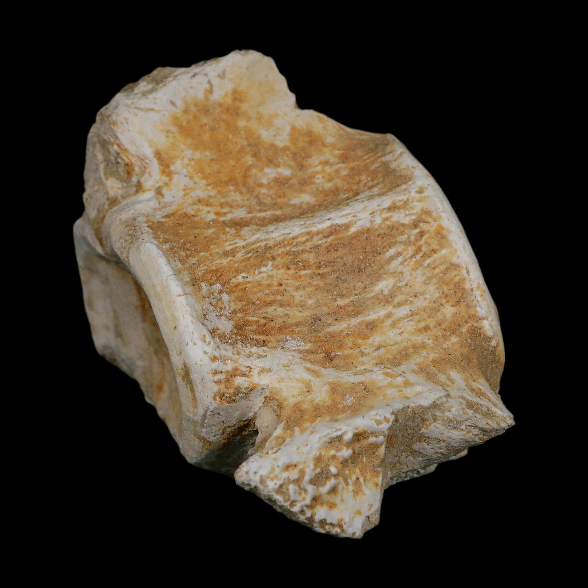3.8" Plesiosaurus Fossil Vertebrae Cretaceous Dinosaur Era Morocco Zarafasaura COA
