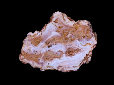 3.1" Fossilized Polished Petrified Wood Branch Madagascar 66-225 Million Yrs Old - Fossil Age Minerals