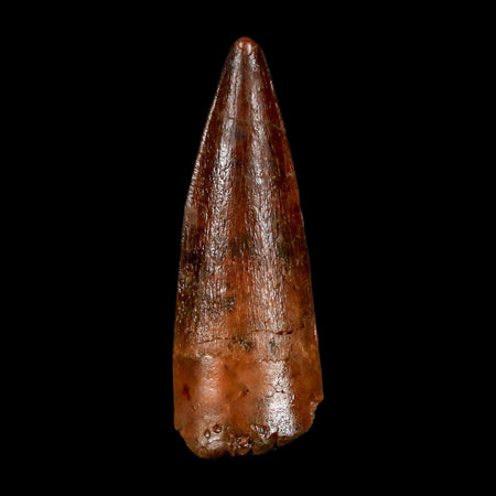 1.4" Spinosaurus Fossil Tooth 100 Million Years Old Cretaceous Dinosaur COA Stand