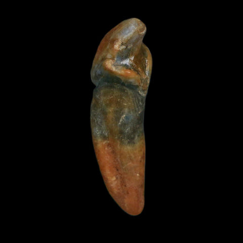 1.3" Extinct Cave Bear Ursus Spelaeus Incisor Tooth Rooted Pleistocene Age COA, Stand - Fossil Age Minerals