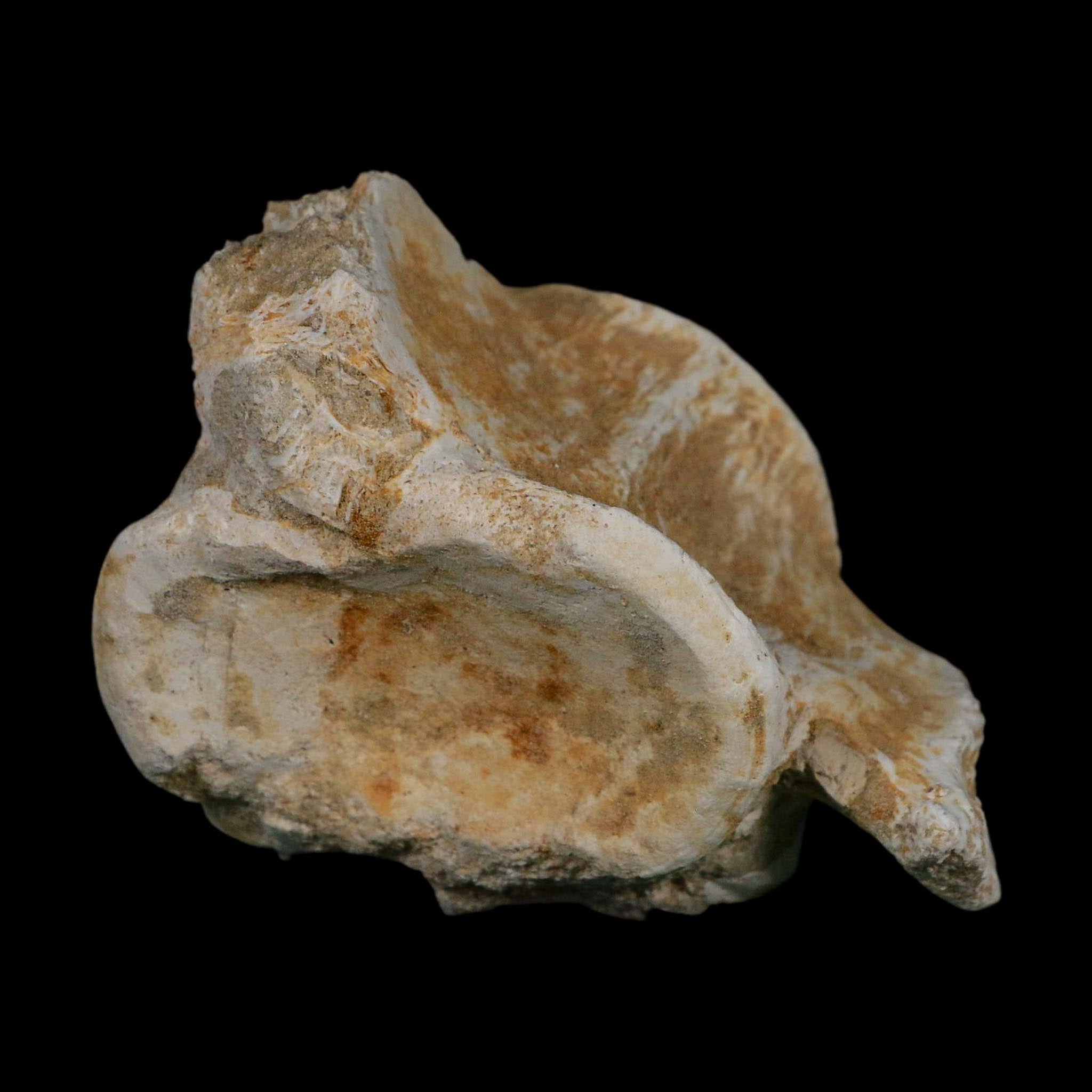 3.8" Plesiosaurus Fossil Vertebrae Cretaceous Dinosaur Era Morocco Zarafasaura COA