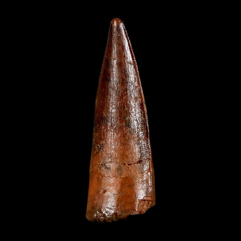 1.4" Spinosaurus Fossil Tooth 100 Million Years Old Cretaceous Dinosaur COA Stand