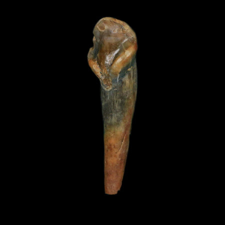 1.3" Extinct Cave Bear Ursus Spelaeus Incisor Tooth Rooted Pleistocene Age COA, Stand