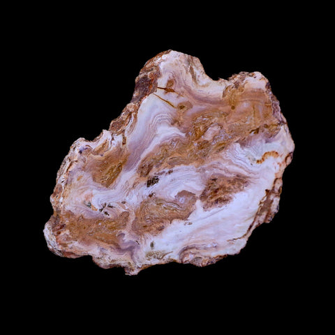 3.1" Fossilized Polished Petrified Wood Branch Madagascar 66-225 Million Yrs Old - Fossil Age Minerals