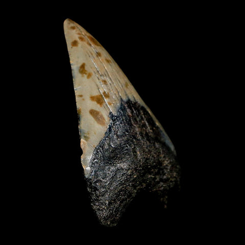 2.8" Quality Megalodon Shark Tooth Serrated Fossil Natural Miocene Age COA - Fossil Age Minerals