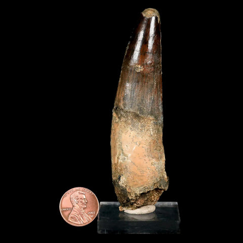 XL 3.8" Spinosaurus Fossil Tooth 100 Mil Yrs Old Cretaceous Dinosaur COA & Stand - Fossil Age Minerals