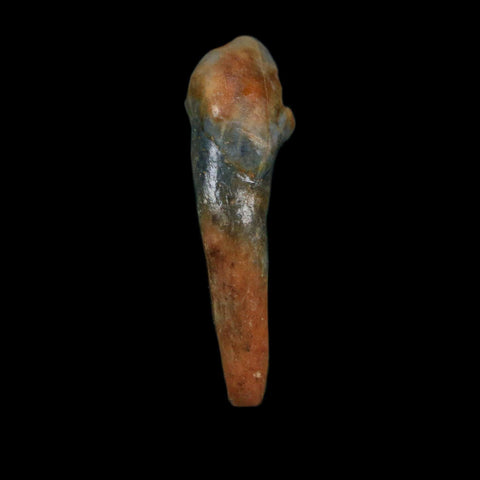 1.3" Extinct Cave Bear Ursus Spelaeus Incisor Tooth Rooted Pleistocene Age COA, Stand - Fossil Age Minerals