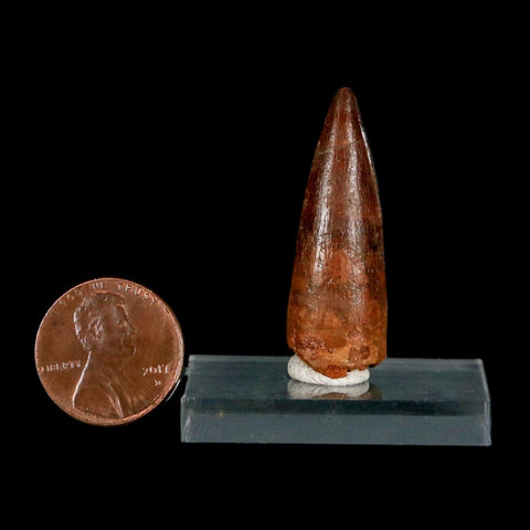 1.4" Spinosaurus Fossil Tooth 100 Million Years Old Cretaceous Dinosaur COA Stand