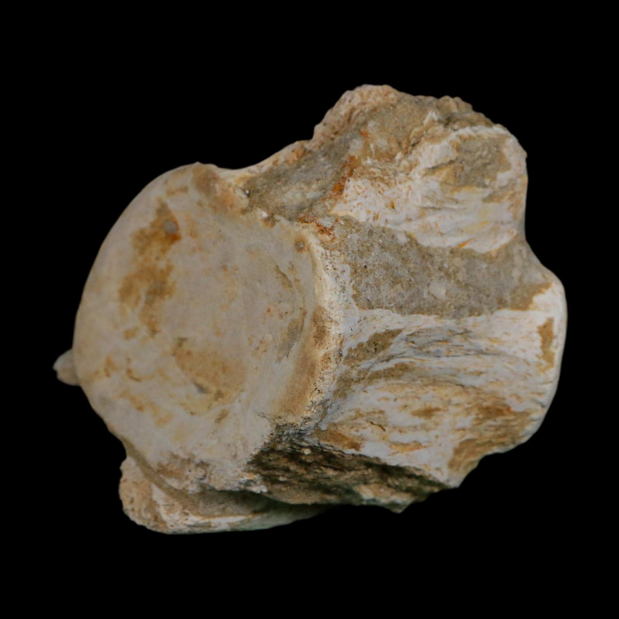 3.8" Plesiosaurus Fossil Vertebrae Cretaceous Dinosaur Era Morocco Zarafasaura COA