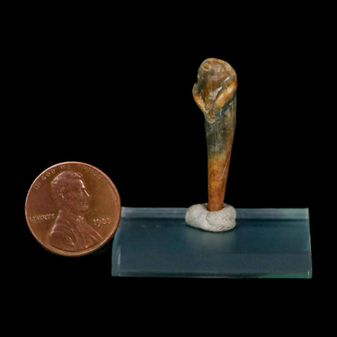 1.3" Extinct Cave Bear Ursus Spelaeus Incisor Tooth Rooted Pleistocene Age COA, Stand - Fossil Age Minerals