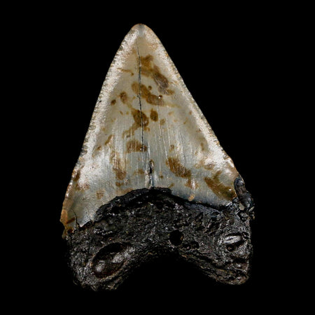 2.8" Quality Megalodon Shark Tooth Serrated Fossil Natural Miocene Age COA