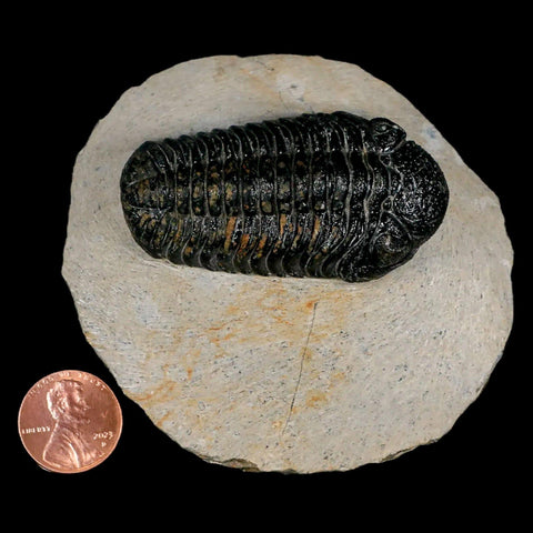 2.3" Moroccops Trilobite Fossil Devonian Morocco 400 Million Years Old COA - Fossil Age Minerals