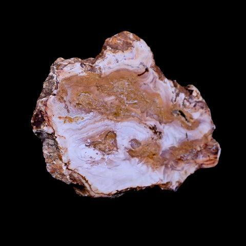 3.1" Fossilized Polished Petrified Wood Branch Madagascar 66-225 Million Yrs Old - Fossil Age Minerals
