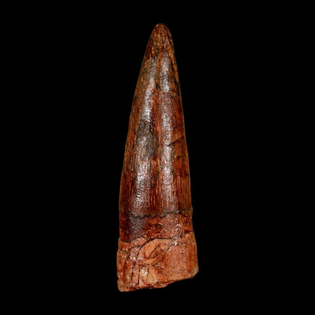 1.9" Spinosaurus Fossil Tooth 100 Million Years Old Cretaceous Dinosaur COA Stand