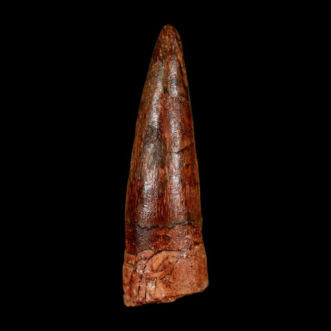 1.9" Spinosaurus Fossil Tooth 100 Million Years Old Cretaceous Dinosaur COA Stand
