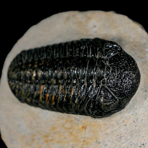 2.3" Moroccops Trilobite Fossil Devonian Morocco 400 Million Years Old COA - Fossil Age Minerals