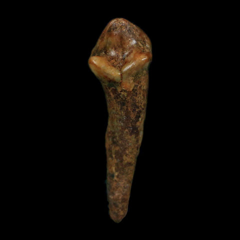 1.2" Extinct Cave Bear Ursus Spelaeus Incisor Tooth Rooted Pleistocene Age COA, Display - Fossil Age Minerals