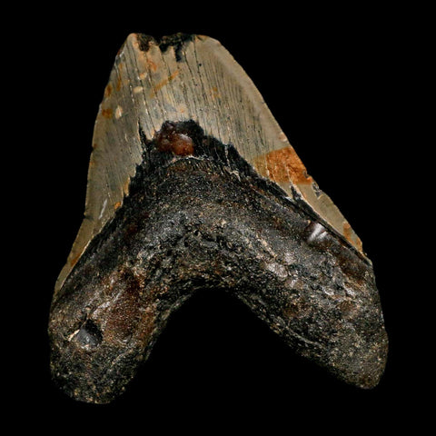 XL 4.4" Quality Megalodon Shark Tooth Serrated Fossil Natural Miocene Age COA