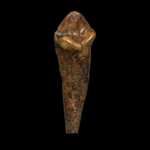 1.2" Extinct Cave Bear Ursus Spelaeus Incisor Tooth Rooted Pleistocene Age COA, Display - Fossil Age Minerals