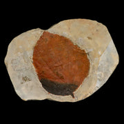 2.8" Beringiaphyllum Cupaniodes Fossil Plant Leaf Fort Union Glendive MT Paleocene Age