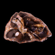 2.2" Fossilized Polished Petrified Wood Branch Madagascar 66-225 Million Yrs Old