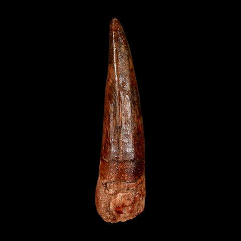 1.9" Spinosaurus Fossil Tooth 100 Million Years Old Cretaceous Dinosaur COA Stand