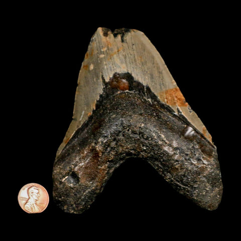 XL 4.4" Quality Megalodon Shark Tooth Serrated Fossil Natural Miocene Age COA