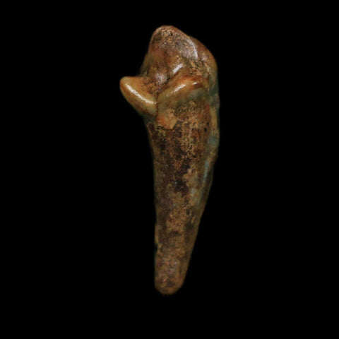 1.2" Extinct Cave Bear Ursus Spelaeus Incisor Tooth Rooted Pleistocene Age COA, Display - Fossil Age Minerals