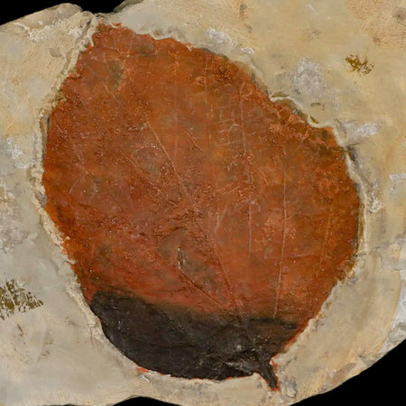 2.8" Beringiaphyllum Cupaniodes Fossil Plant Leaf Fort Union Glendive MT Paleocene Age