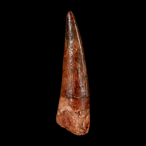 1.9" Spinosaurus Fossil Tooth 100 Million Years Old Cretaceous Dinosaur COA Stand