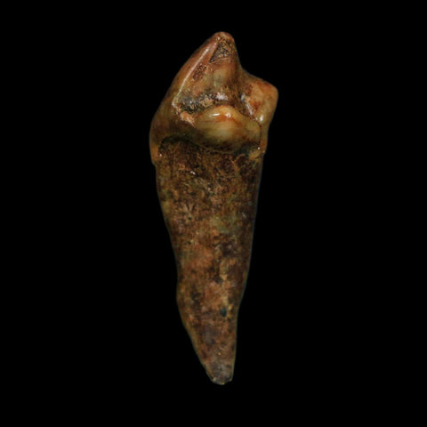 1.2" Extinct Cave Bear Ursus Spelaeus Incisor Tooth Rooted Pleistocene Age COA, Display - Fossil Age Minerals