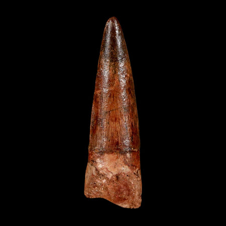 1.9" Spinosaurus Fossil Tooth 100 Million Years Old Cretaceous Dinosaur COA Stand
