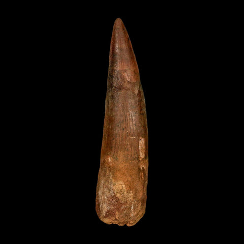 XL 3.7" Spinosaurus Fossil Tooth 100 Million Years Old Cretaceous Dinosaur COA - Fossil Age Minerals