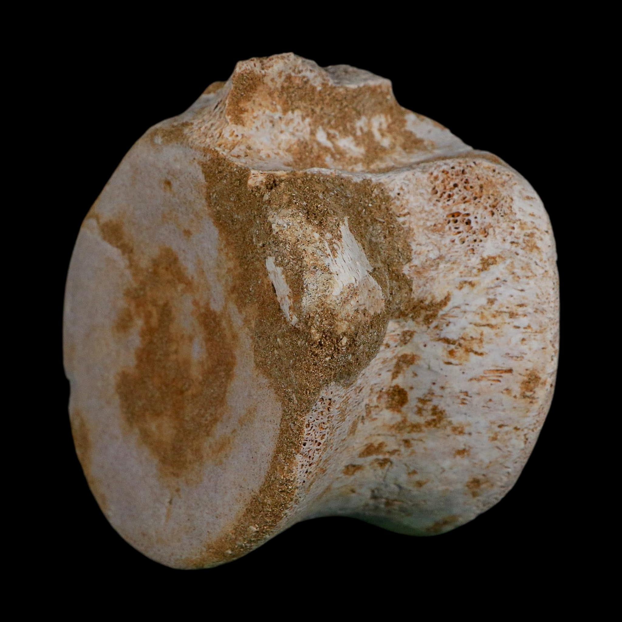 3.3" Plesiosaurus Fossil Vertebrae Cretaceous Dinosaur Era Morocco Zarafasaura COA