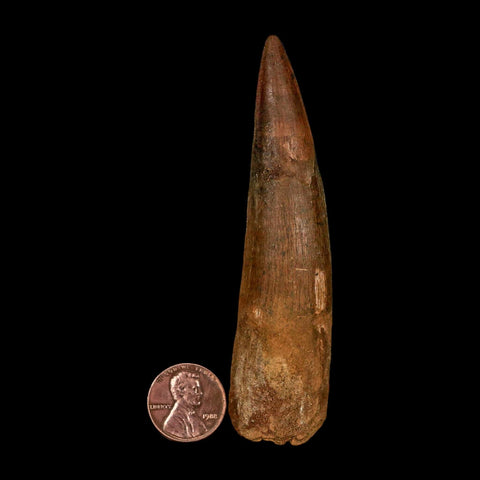XL 3.7" Spinosaurus Fossil Tooth 100 Million Years Old Cretaceous Dinosaur COA - Fossil Age Minerals