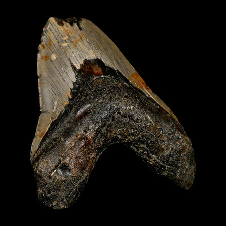 XL 4.4" Quality Megalodon Shark Tooth Serrated Fossil Natural Miocene Age COA