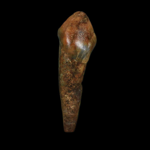 1.2" Extinct Cave Bear Ursus Spelaeus Incisor Tooth Rooted Pleistocene Age COA, Display - Fossil Age Minerals