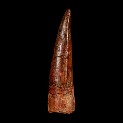 1.9" Spinosaurus Fossil Tooth 100 Million Years Old Cretaceous Dinosaur COA Stand